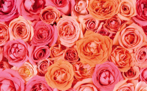Rose Valentines Day Romantic Widescreen Wallpapers 113529