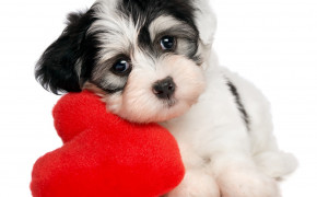 Puppy Valentines Day Heart High Definition Wallpaper 113434