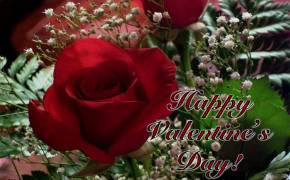 Rose Valentines Day Romantic Best HD Wallpaper 113519