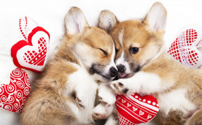 Puppy Valentines Day Heart Widescreen Wallpapers 113436