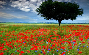 Anzac Day Nature Background Wallpaper 112863