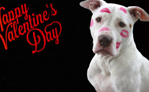 Puppy Valentines Day Widescreen Wallpapers 113427
