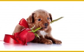 Puppy Valentines Day Heart HD Wallpapers 113433