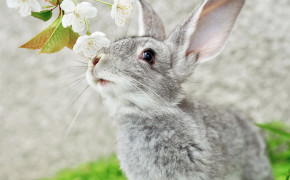 Easter Bunny Wallpaper HD 12155