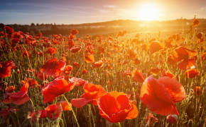 Anzac Day Nature High Definition Wallpaper 112869