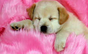 Puppy Valentines Day Best HD Wallpaper 113417