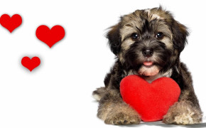 Puppy Valentines Day Heart Best Wallpaper 113429