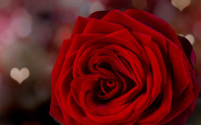 Rose Valentines Day Romantic Best Wallpaper 113520