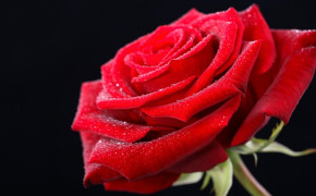 Rose Valentines Day High Definition Wallpaper 113512