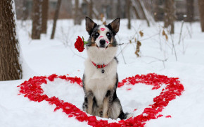 Puppy Valentines Day Heart HD Wallpaper 113432