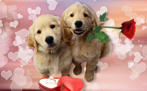 Puppy Valentines Day Background Wallpapers 113416