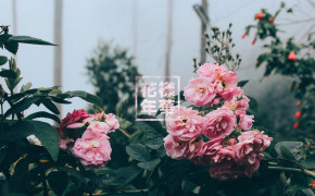 Aesthetic Spring HQ Background Wallpaper 126145