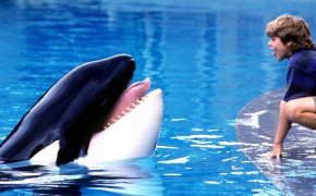 Sauvez Willy Free Willy High Definition Wallpaper 126565