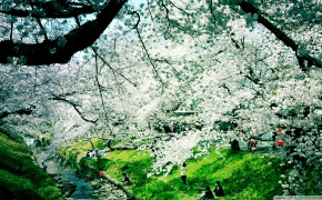 Aesthetic Spring Background HD Wallpapers 126132