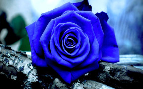 Sky Blue Rose Wallpaper HD 12768