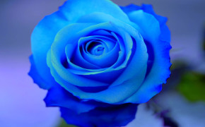 Sky Blue Rose Background Wallpapers 12760