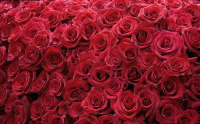 Red Rose Desktop Wallpaper 12715