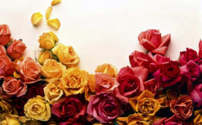Roses HD Desktop Wallpaper 12748