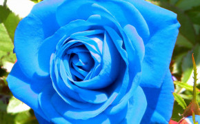 Sky Blue Rose Desktop Wallpaper 12762
