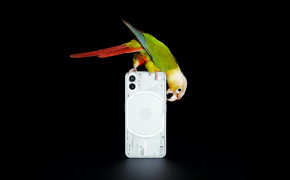 Nothing Phone Parrot Wallpaper