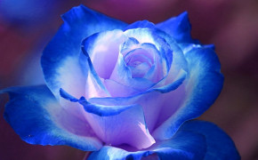 Sky Blue Rose High Definition Wallpaper 12766
