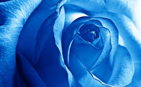 Sky Blue Rose HD Desktop Wallpaper 12764