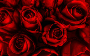 Red Rose Background Wallpaper 12714