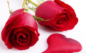 Red Rose HD Wallpapers 12716