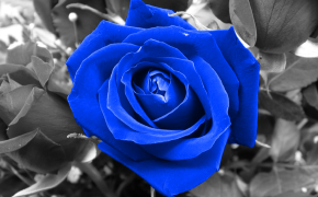 Sky Blue Rose HD Background Wallpaper 12763
