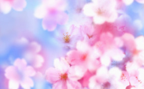 Blossom HD Wallpapers 01374