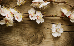 Blossom New Wallpapers 01378