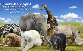 Equality Quotes HD Wallpapers 14258