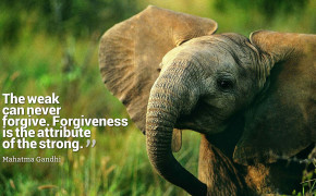 Forgiveness Quotes HD Wallpapers 14339