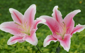 Lily HD Wallpapers 15195