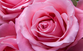 Rose Best Wallpaper 15376