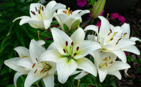 Lily High Definition Wallpaper 15196