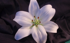 Lily Background Wallpaper 15192