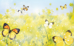 Butterfly Background Wallpaper HD 16297