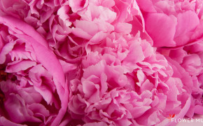 Peony Background Wallpapers 16849