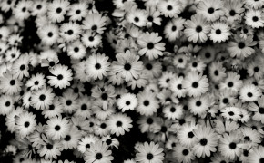 Black And White Background High Definition Wallpaper 16256