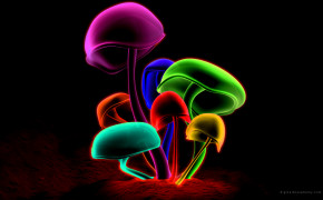 Mushroom HD Desktop Wallpaper 16798