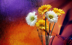 Vase HD Desktop Wallpaper 17059