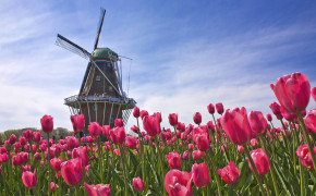 Tulip Background Wallpapers 17028