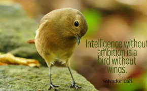 Intelligence Quotes Widescreen Wallpapers 17725