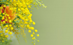 Mimosa Widescreen Wallpapers 17468