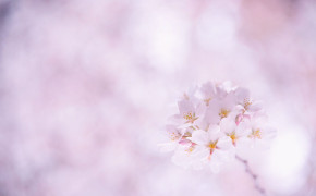 Sakura Background Wallpaper 17618