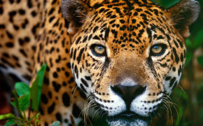 Jaguar Photos 01751