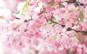Sakura Wallpaper HD 17629