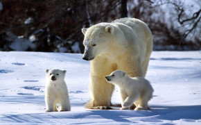 Polar Bear Family Desktop Wallpaper 18245