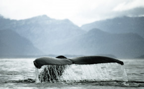 Whale Tail Widescreen Wallpapers 18443